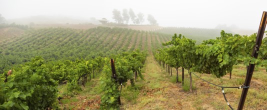 Beautiful grape vineyard landscape banner