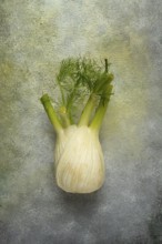 Fennel, bulb, dill root, fresh, top view