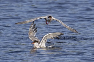 Common tern (Sterna hirundo) splashing in freshwater, fresh water lake to clean feathers in summer