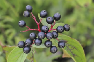 Close up of Common, European dogwood leaves and berries (Cornus sanguinea), Belgium, Europe