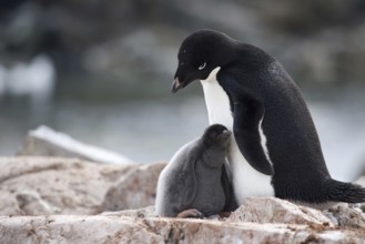 Adélie Penguin (Pygoscelis adeliae) with chicks on nest in rookery at Petermann Island, Antarctica