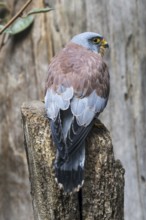 Lesser kestrel (Falco naumanni) male, small falcon native to the Mediterranean and Central Asia