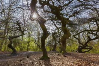 Cripple dwarf beeches, deformed trees at Witches' Forest, Semper Forest Park near Lietzow on the