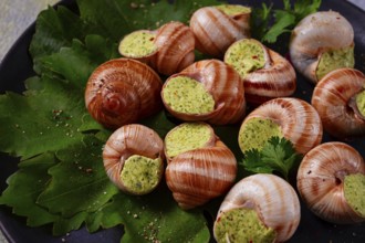 Grape snails, stuffed in burgundy, french cuisine