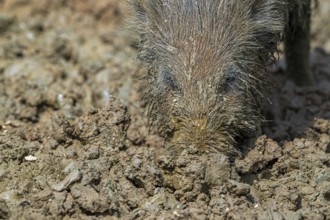 Wild boar (Sus scrofa) close-up of juvenile pig foraging with muddy snout digging in quagmire, mud