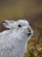 Mountain hare, alpine hare, snow hare (Lepus timidus) in white winter pelage resting in the hills