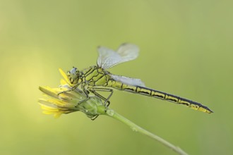 Western clubtail (Gomphus pulchellus), female, Provence, southern France