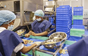 KAJU, cashew factory. Sorting and selecting cashew nuts in a factory near Cotonou in Benin,