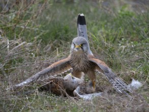 Two common kestrels (Falco tinnunculus) fighting on the ground