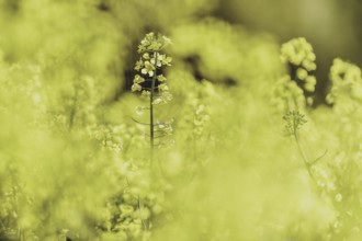 Rapeseed in Waldhufen, 12/04/2024