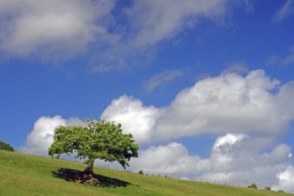 Single tree in a meadow, clouds, Pembrokeshire, Wales, Great Britain