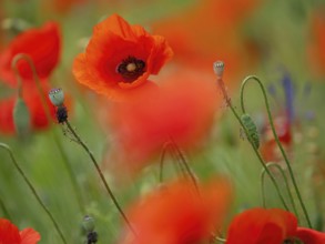 Poppy, poppy, cemetery, gravestone, cross, flowers, poppies, Tiszaalp-r, Kiskuns-gi National Park,