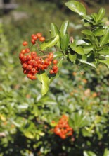 Firethorn (Pyracantha), with berries, North Rhine-Westphalia, Germany, Europe