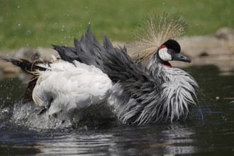 Gray crowned-crane (Balearica regulorum) bathing in water, captive, occurrence in Africa