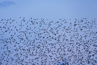 Flock of starlings in flight at dusk