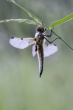 Four-spotted chaser (Libellula quadrimaculata), resting, in a meadow, with dewdrops, morning,