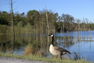 Canada goose (Branta canadensis), adult bird, in a subsidence area, wide-angle photograph, Bottrop,