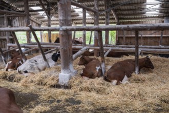 Cows resting in an open stable on straw on an organic farm, North Rhine-Westphalia, D-Germany