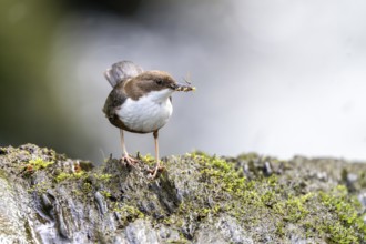 White-throated Dipper (Cinclus cinclus), at a torrent with prey in its beak, Rhineland-Palatinate,