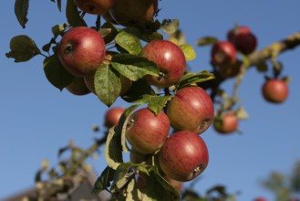 Ripe, red apples hanging on an apple tree in the sunshine, Germany, Europe