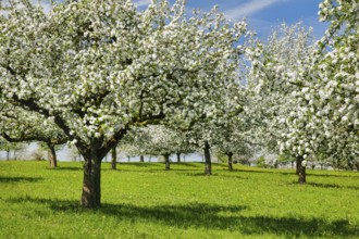 Apple tree orchard in full bloom, Canton Thurgau, Switzerland, Europe