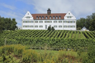 Baroque Hersberg Castle with vineyards, Immenstaad, Obersee, Lake Constance, Lake Constance region,