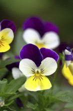 Horned violet (Viola cornuta hybrid), pansy, plants, flowers, violet family, Wilnsdorf, North