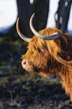 Close-up of a Highland cow's head with imposing horns and rough fur, Seewald, Black Forest. Germany