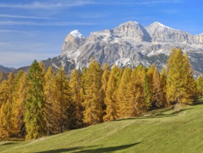 Autumn at Passo Tre Croci, autumnal larches, mountains in the background, Misurina, Dolomites,