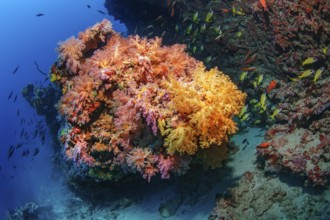 Large coral block of hard corals is overgrown by several colonies of strains of colourful soft