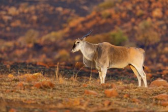 Elantilope, Eland, Taurotragus oryx, Antelope, antelope, Suikerbosrand Nature Reserve,