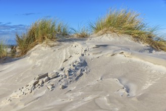 Amrum Island, landscape Germany, dune, dunes, grass, structure, form, vegetation, Amrum, Amrum