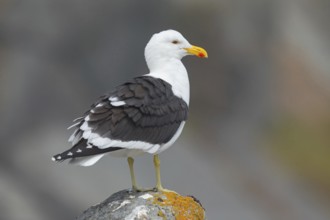 Dominican Gull, (Larus dominican), South Africa, West Coast National Park, Langebaan, Western Cape,