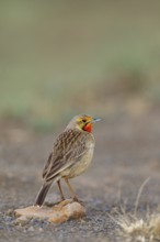 Large-spurred Pipit, cape longclaw (Macronyx capensis), Wakkerstrom surroundings, Wakkerstrom,