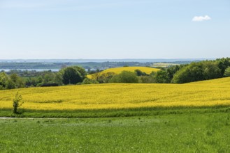 Agriculture in hilly moraine landscape, South Funen, Denmark, Fy, Funen, Denmark, Europe