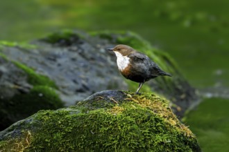 White-throated dipper, Central European dipper (Cinclus cinclus aquaticus) resting on rock covered