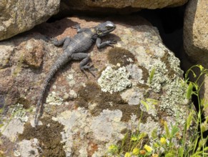 Hardun, stellion (Laudakia stellio), lizard, family of agamas, Lesbos, island of Lesbos, Greece,