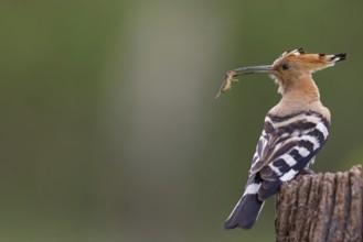 Hoopoe, (Upupa epops), on perch with prey, family Hoopoes, formerly raptors, Hides de El Taray /