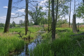 Landscape in the Ohre wetland with bushes and trees, including mistletoe, in the UNESCO Drömling