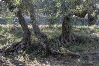 Olive trees (Olea europaea), Sicily, Italy, Europe