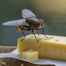 Symbol, animal, insect, close-up of a blowfly on a piece of cheese, Calliphoridae, Calliphora