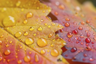 Close up of water droplets on red and yellow autumn leaves. Generative Ai, AI generated