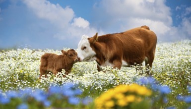 A brown cow and a calf, studio, AI generated