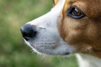 Close up of dog's nose. Generative Ai, AI generated