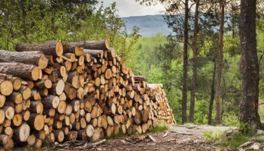 Forestry, timber industry, tree trunks stacked in the forest, pile, AI generated, AI generated