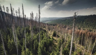 Forest, forest dieback, dead spruce trees due to drought and bark beetle, aerial photograph, AI