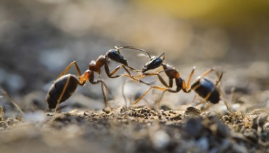 Animals, symbol, close-up of two ants, AI-generated, AI generated