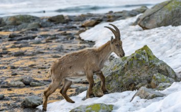 Alpine ibex (Capra ibex), crossing a river, in the morning light, Mont Blanc massif, Chamonix,