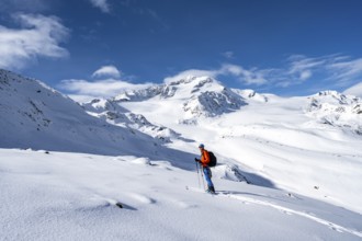 Ski tourers in a snow-covered mountain landscape, mountain peak Monte Cevedale and glacier