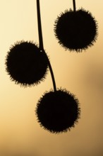 Plane tree, Oriental plane (Platanus orientalis), close-up of fruits against the light, silhouette,